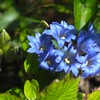 春は 此花