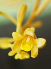 つちあけび 花