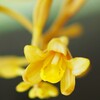 つちあけび 花