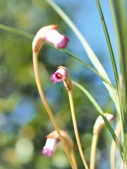 素直に 開花