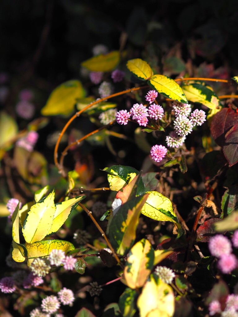 ヒメ と オーゴンカズラ