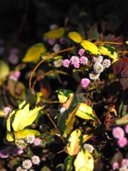 ヒメ と オーゴンカズラ