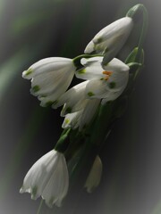 庭の花達 スズランスイセン