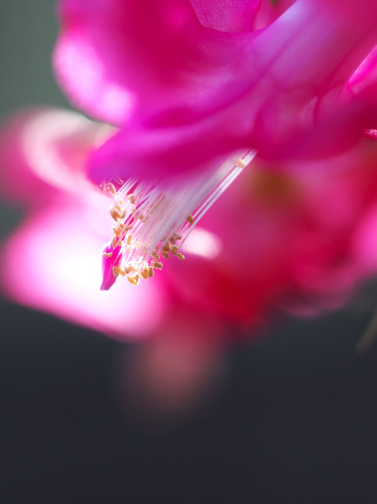 蕊