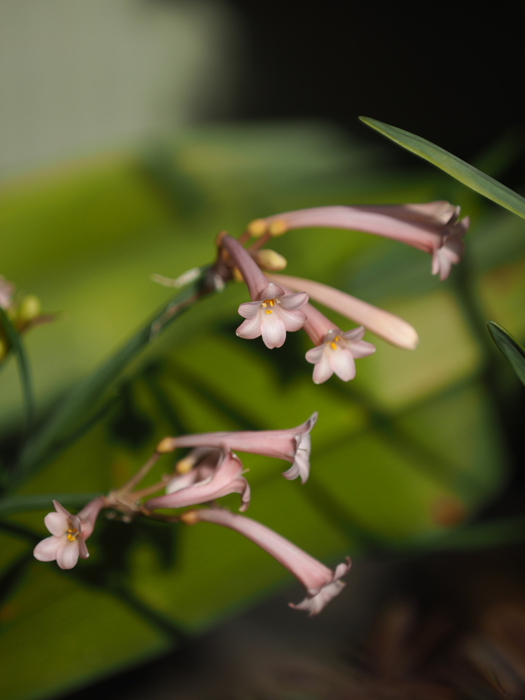 何て花だろう