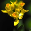 待望の 開花