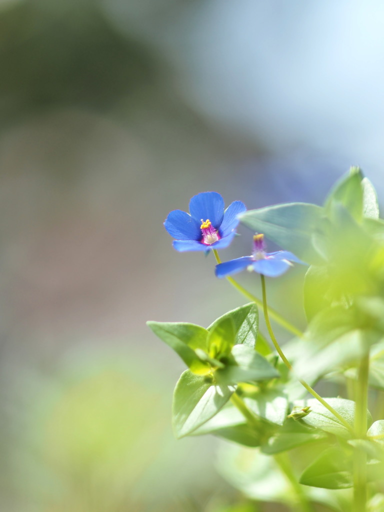 何て花だろうー