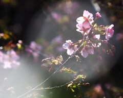 三分咲