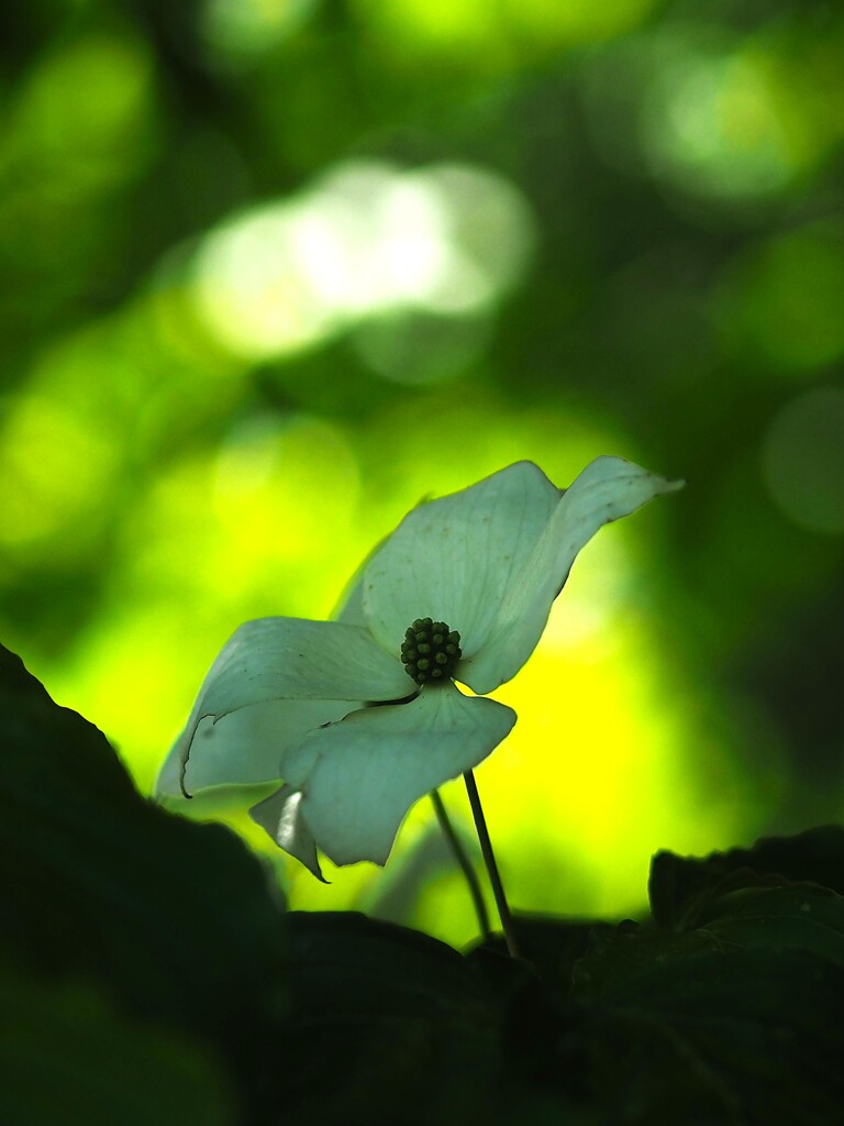 日陰に 咲く