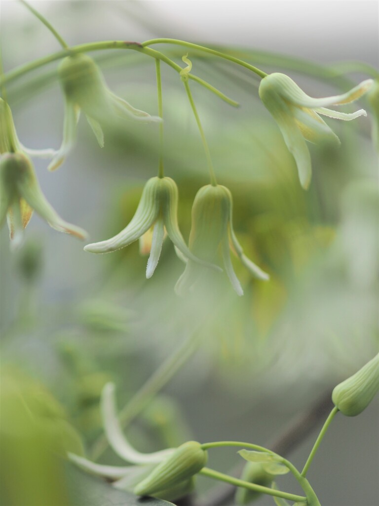 ムベの花が咲いたよ