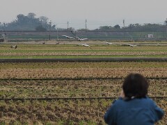 今年も観なかった景色