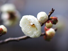 やっと来た 春