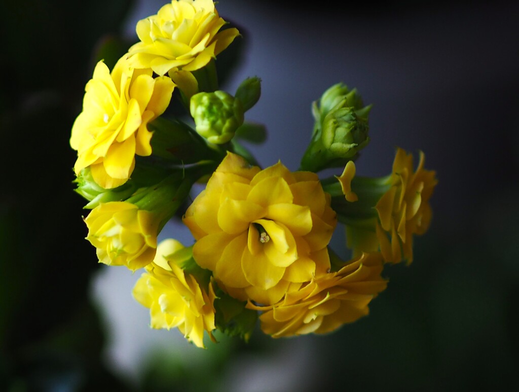 鉢植の 花