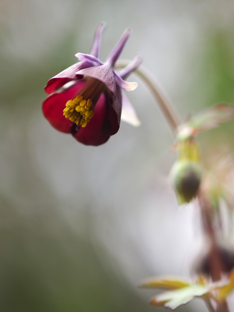 ホッタラカシでも 花は 咲く