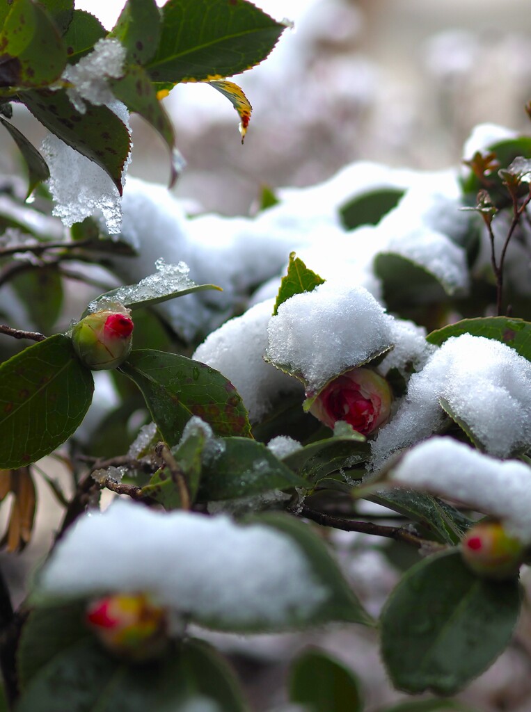 まだまだ 硬い 蕾たち