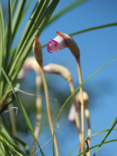 最後の 蕾