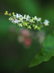 ジュズサンゴ 花