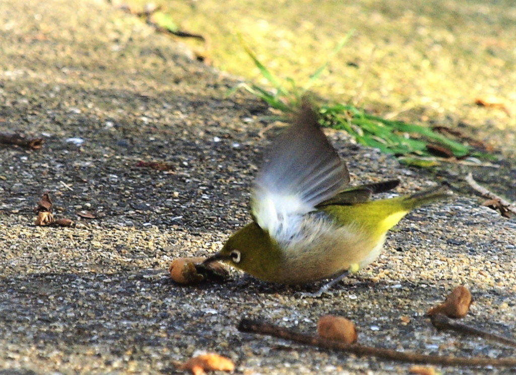 こいつぁー うめーやー