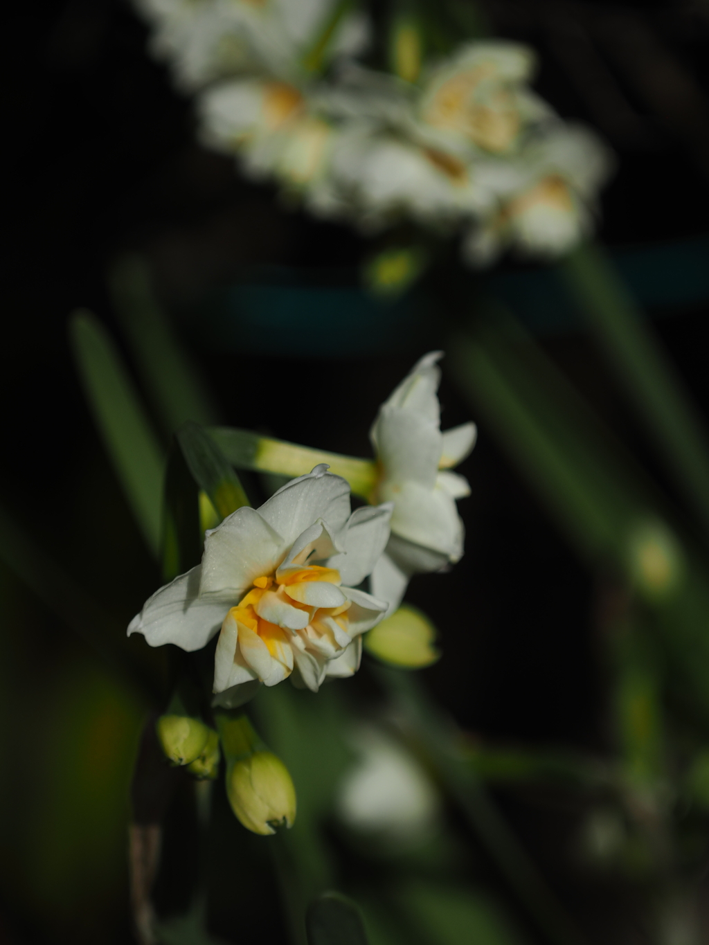 庭の花 水仙