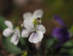 庭の 菫