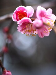 ぽつりぽつり と ヤット開花