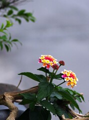我が家の ランタナ