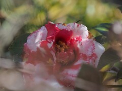 撮り忘れてた 椿