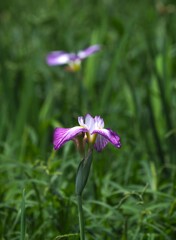 花菖蒲
