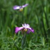 花菖蒲
