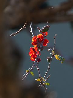 木瓜の花