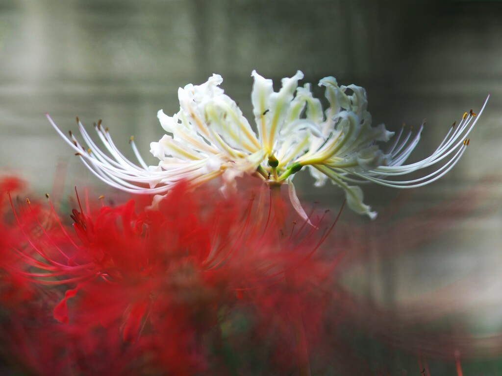 又 来年