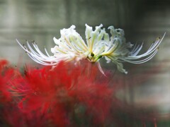 又 来年