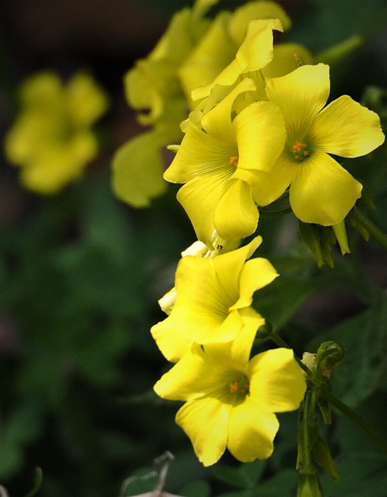 路傍の花