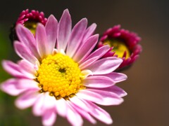 挿し木 で 開花