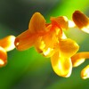 ツチアケビ の 花