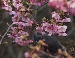 ヤッパ 桜は エェナー