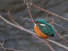 懐かしの あの子