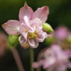 雑草 じゃ 無かった