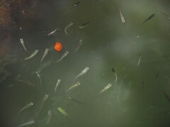 メダカの 学校