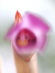 雁首の 中