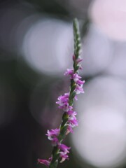 無断借地の ネジバナ