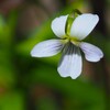 花は 付録