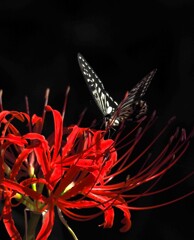 赤い花 と ナミアゲハ