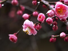 見ごろは 未だ先