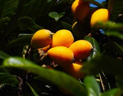 公有地 に スズナリ