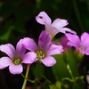 我が家の 雑草 Ⅱ
