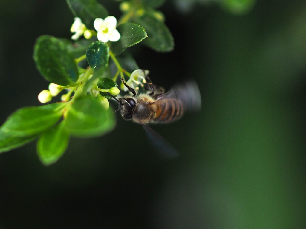 柘植 で 採蜜