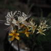 鉢植 の 彼岸花