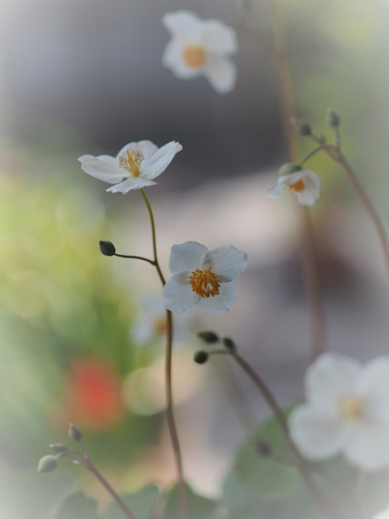 庭の花達 シラユキゲシ
