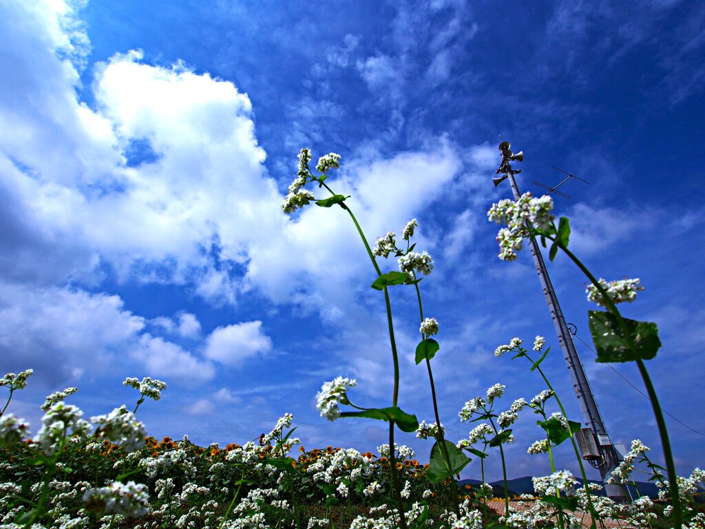 青空 の もと